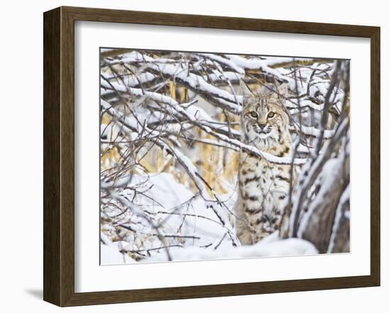 USA, Wyoming, Bobcat Sitting in Snow Covered Branches-Elizabeth Boehm-Framed Photographic Print