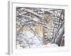 USA, Wyoming, Bobcat Sitting in Snow Covered Branches-Elizabeth Boehm-Framed Photographic Print