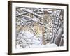 USA, Wyoming, Bobcat Sitting in Snow Covered Branches-Elizabeth Boehm-Framed Photographic Print