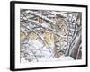 USA, Wyoming, Bobcat Sitting in Snow Covered Branches-Elizabeth Boehm-Framed Photographic Print