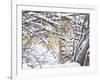 USA, Wyoming, Bobcat Sitting in Snow Covered Branches-Elizabeth Boehm-Framed Photographic Print