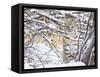 USA, Wyoming, Bobcat Sitting in Snow Covered Branches-Elizabeth Boehm-Framed Stretched Canvas