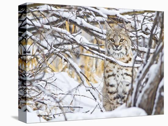 USA, Wyoming, Bobcat Sitting in Snow Covered Branches-Elizabeth Boehm-Stretched Canvas