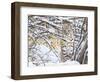 USA, Wyoming, Bobcat Sitting in Snow Covered Branches-Elizabeth Boehm-Framed Photographic Print