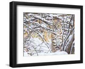 USA, Wyoming, Bobcat Sitting in Snow Covered Branches-Elizabeth Boehm-Framed Photographic Print