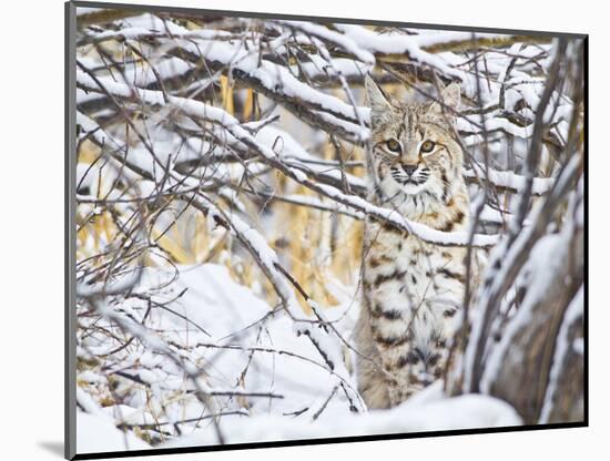 USA, Wyoming, Bobcat Sitting in Snow Covered Branches-Elizabeth Boehm-Mounted Photographic Print