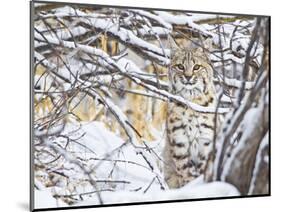 USA, Wyoming, Bobcat Sitting in Snow Covered Branches-Elizabeth Boehm-Mounted Photographic Print