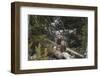 USA, Wyoming, Bridger-Teton National Forest. Grizzly bear cubs on logs.-Jaynes Gallery-Framed Photographic Print