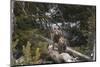 USA, Wyoming, Bridger-Teton National Forest. Grizzly bear cubs on logs.-Jaynes Gallery-Mounted Photographic Print