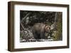 USA, Wyoming, Bridger-Teton National Forest. Grizzly bear sow and cub.-Jaynes Gallery-Framed Photographic Print