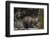 USA, Wyoming, Bridger-Teton National Forest. Grizzly bear sow and cub.-Jaynes Gallery-Framed Photographic Print