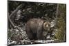 USA, Wyoming, Bridger-Teton National Forest. Grizzly bear sow and cub.-Jaynes Gallery-Mounted Photographic Print