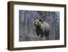 USA, Wyoming, Bridger-Teton National Forest. Grizzly bear sow close-up.-Jaynes Gallery-Framed Photographic Print