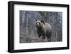 USA, Wyoming, Bridger-Teton National Forest. Grizzly bear sow close-up.-Jaynes Gallery-Framed Photographic Print