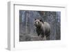 USA, Wyoming, Bridger-Teton National Forest. Grizzly bear sow close-up.-Jaynes Gallery-Framed Photographic Print