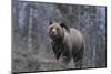 USA, Wyoming, Bridger-Teton National Forest. Grizzly bear sow close-up.-Jaynes Gallery-Mounted Photographic Print