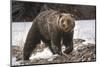 USA, Wyoming, Bridger-Teton National Forest. Grizzly bear sow close-up.-Jaynes Gallery-Mounted Photographic Print