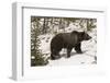 USA, Wyoming, Bridger-Teton National Forest. Grizzly bear sow in profile.-Jaynes Gallery-Framed Photographic Print