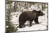 USA, Wyoming, Bridger-Teton National Forest. Grizzly bear sow in profile.-Jaynes Gallery-Mounted Photographic Print