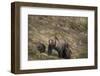 USA, Wyoming, Bridger-Teton National Forest. Grizzly bear sow with spring cubs.-Jaynes Gallery-Framed Photographic Print