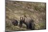 USA, Wyoming, Bridger-Teton National Forest. Grizzly bear sow with spring cubs.-Jaynes Gallery-Mounted Photographic Print