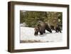 USA, Wyoming, Bridger-Teton National Forest. Grizzly bear sow with spring cubs.-Jaynes Gallery-Framed Photographic Print