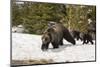 USA, Wyoming, Bridger-Teton National Forest. Grizzly bear sow with spring cubs.-Jaynes Gallery-Mounted Photographic Print