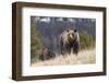 USA, Wyoming, Bridger-Teton National Forest. Grizzly bear sow with spring cubs.-Jaynes Gallery-Framed Photographic Print