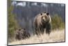 USA, Wyoming, Bridger-Teton National Forest. Grizzly bear sow with spring cubs.-Jaynes Gallery-Mounted Photographic Print