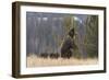 USA, Wyoming, Bridger-Teton National Forest. Standing grizzly bear sow with spring cubs.-Jaynes Gallery-Framed Photographic Print
