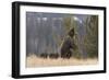 USA, Wyoming, Bridger-Teton National Forest. Standing grizzly bear sow with spring cubs.-Jaynes Gallery-Framed Photographic Print