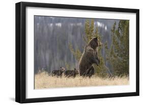 USA, Wyoming, Bridger-Teton National Forest. Standing grizzly bear sow with spring cubs.-Jaynes Gallery-Framed Photographic Print