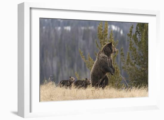 USA, Wyoming, Bridger-Teton National Forest. Standing grizzly bear sow with spring cubs.-Jaynes Gallery-Framed Photographic Print