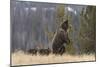 USA, Wyoming, Bridger-Teton National Forest. Standing grizzly bear sow with spring cubs.-Jaynes Gallery-Mounted Photographic Print