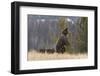 USA, Wyoming, Bridger-Teton National Forest. Standing grizzly bear sow with spring cubs.-Jaynes Gallery-Framed Photographic Print