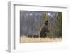 USA, Wyoming, Bridger-Teton National Forest. Standing grizzly bear sow with spring cubs.-Jaynes Gallery-Framed Photographic Print