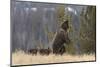 USA, Wyoming, Bridger-Teton National Forest. Standing grizzly bear sow with spring cubs.-Jaynes Gallery-Mounted Photographic Print