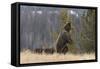 USA, Wyoming, Bridger-Teton National Forest. Standing grizzly bear sow with spring cubs.-Jaynes Gallery-Framed Stretched Canvas