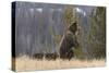 USA, Wyoming, Bridger-Teton National Forest. Standing grizzly bear sow with spring cubs.-Jaynes Gallery-Stretched Canvas
