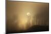 USA, Wyoming, Bridger-Teton National Forest. Trees silhouetted by foggy spring sunrise.-Jaynes Gallery-Mounted Photographic Print