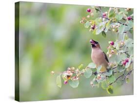 USA, Wyoming, Cedar Waxwing Eating Fruit from Serviceberry Shrub-Elizabeth Boehm-Stretched Canvas