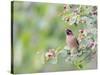 USA, Wyoming, Cedar Waxwing Eating Fruit from Serviceberry Shrub-Elizabeth Boehm-Stretched Canvas