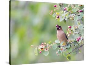 USA, Wyoming, Cedar Waxwing Eating Fruit from Serviceberry Shrub-Elizabeth Boehm-Stretched Canvas