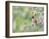 USA, Wyoming, Cedar Waxwing Eating Fruit from Serviceberry Shrub-Elizabeth Boehm-Framed Photographic Print