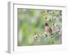 USA, Wyoming, Cedar Waxwing Eating Fruit from Serviceberry Shrub-Elizabeth Boehm-Framed Photographic Print