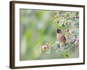 USA, Wyoming, Cedar Waxwing Eating Fruit from Serviceberry Shrub-Elizabeth Boehm-Framed Photographic Print