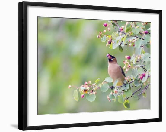 USA, Wyoming, Cedar Waxwing Eating Fruit from Serviceberry Shrub-Elizabeth Boehm-Framed Photographic Print