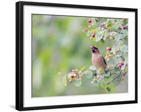 USA, Wyoming, Cedar Waxwing Eating Fruit from Serviceberry Shrub-Elizabeth Boehm-Framed Photographic Print