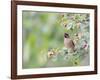 USA, Wyoming, Cedar Waxwing Eating Fruit from Serviceberry Shrub-Elizabeth Boehm-Framed Photographic Print