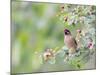 USA, Wyoming, Cedar Waxwing Eating Fruit from Serviceberry Shrub-Elizabeth Boehm-Mounted Photographic Print